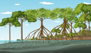 Jubail Mangrove Park