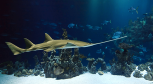 Marine Wildlife Sanctuary min Marine Wildlife Sanctuary min